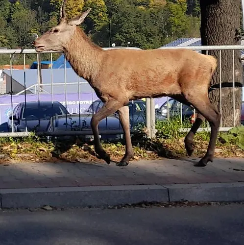 Twoj Giewont Zakopane * Kościelisko